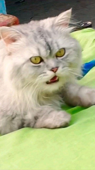 Haye garmi  😨😨#cat #cutecat #ai #catshort #trendingvideo #trendingshorts #vitual #catlover #viralshorts #ytshorts #funny #crazyfunnyvideos #shortsfeed #shortvideo #funnyanimalvideos