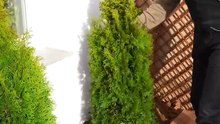 Simple garden bed edging anyone can tackle
