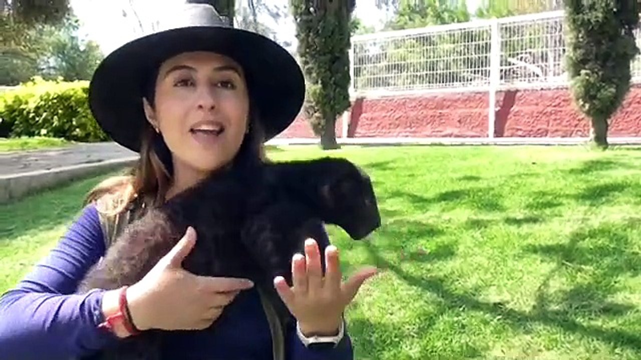 ¿Estas listo para conocer al nuevo leopardo melánico en el ZooIra?