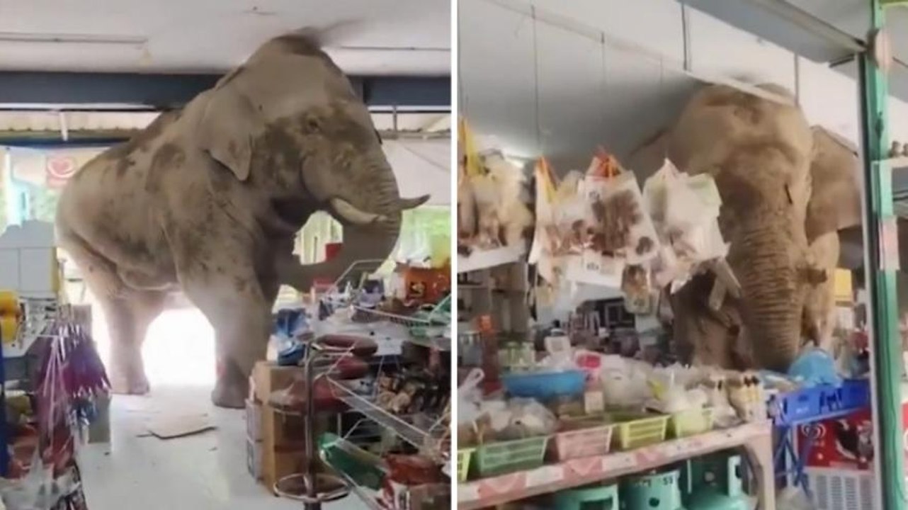 Incredibile in Thailandia: elefante entra in un negozio e ruba dolci e banane