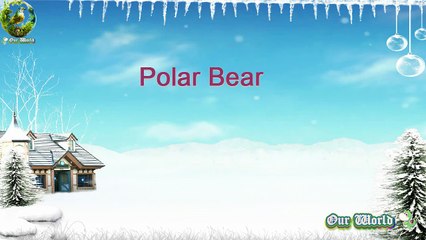 Polar Bear in Natural Habitat of Arctic Region