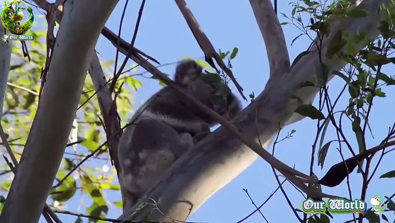 Koala Bear