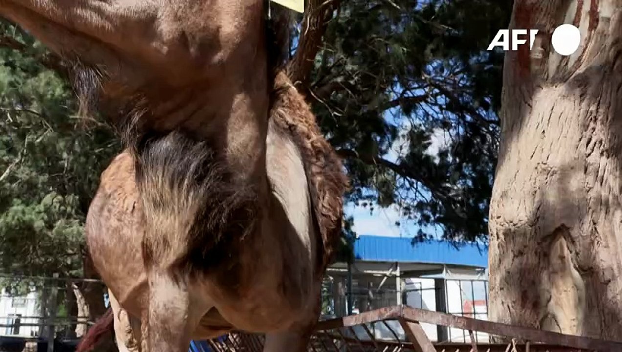 In Tunisia's arid south, camel milk offers hope of economic gain