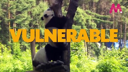 Extinción: Por el reino animal