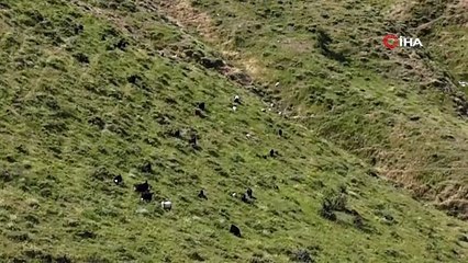 Kaçan keçiler drone ile bulundu