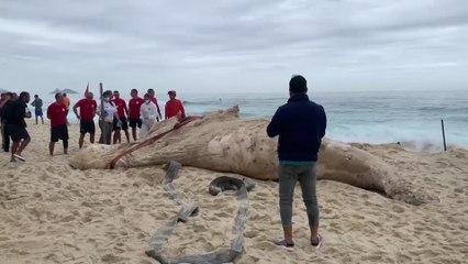 Una ballena jorobada muerta aparece en la costa de Río de Janeiro