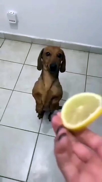 😹#Funny #Comedy #LOL #Hilarious #Humor #LaughOutLoud #SketchComedy #FunnySkits #Parody #Fails #Relatable #MemeLife #JokesOnYou #StandupComedy #FunnyShorts #YouTubeShorts #ShortsFeed #ViralShorts #TryNotToLaugh #DailyLaughs #TooFunny #Sarcasm #DadJokes #C