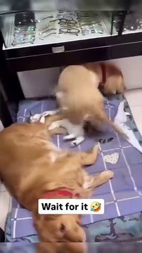 The relationship between cats and dogs varies widely, often shaped by their personalities, early sociali...ces. While the phrase “fighting like cats and dogs” suggests conflict, many cats and dogs can coexist peacefully and eve