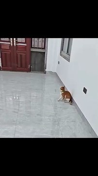 #Funny #Comedy #LOL #Hilarious #Humor #LaughOutLoud #SketchComedy #FunnySkits #Parody #Fails #Relatable #MemeLife #JokesOnYou #StandupComedy #FunnyShorts #YouTubeShorts #ShortsFeed #ViralShorts #TryNotToLaugh #DailyLaughs #TooFunny #Sarcasm #DadJokes #Cri