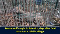 Female wolf caught in Bahraich, days after fatal attack on a child in village
