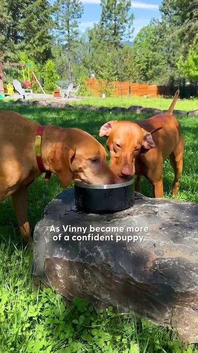 Neglected Senior Dog Learns What Love Feels Like 🥹🐶❤️