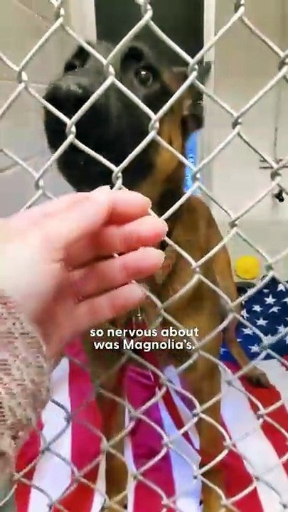 Dogs No One Believed In Found Their Forever Homes 🐶❤️ Against All Odds