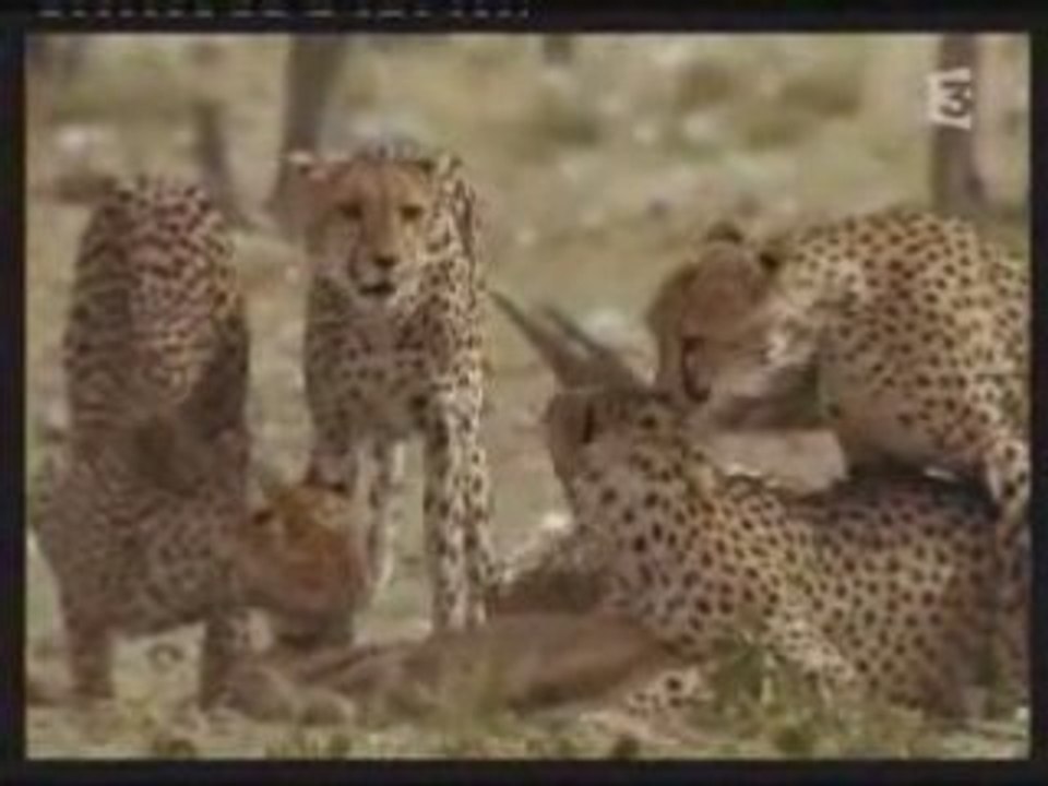 Le Guepard Documentaire 2/2