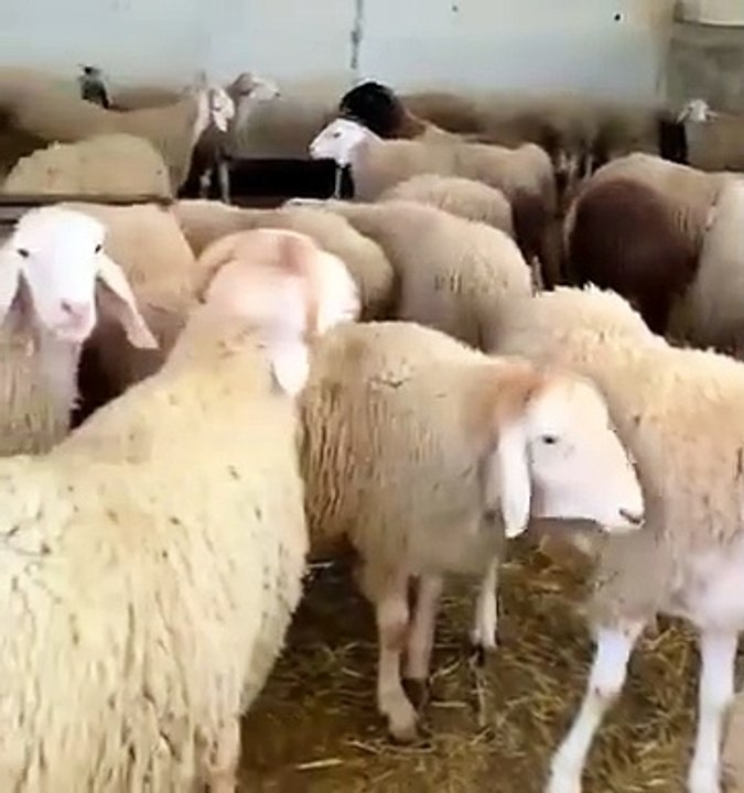 وشهد شاهد من أهلها ....ما رأيكم !؟