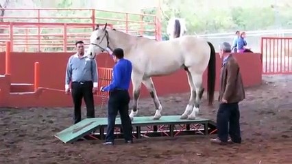 HOGA: Coaching empresarial con caballos