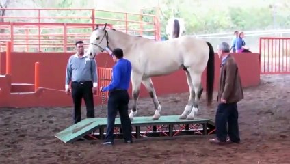 HOGA: Coaching empresarial con caballos