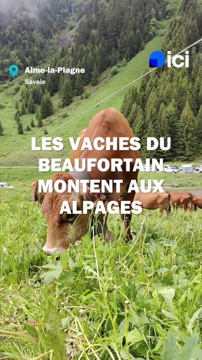 Des vaches du Beaufortain montent aux alpages !