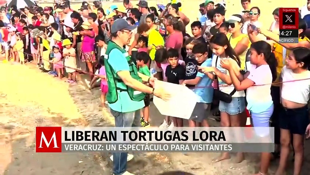 Liberan crías de tortugas lora en Playa de Coatzacoalcos como fomento del cuidado de la especie