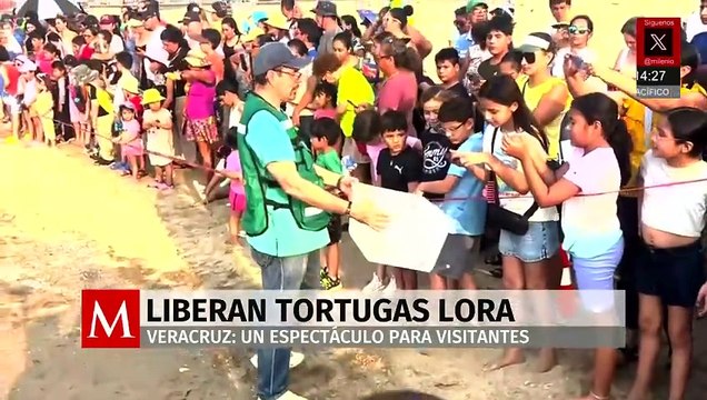 Liberan crías de tortugas lora en Playa de Coatzacoalcos como fomento del cuidado de la especie