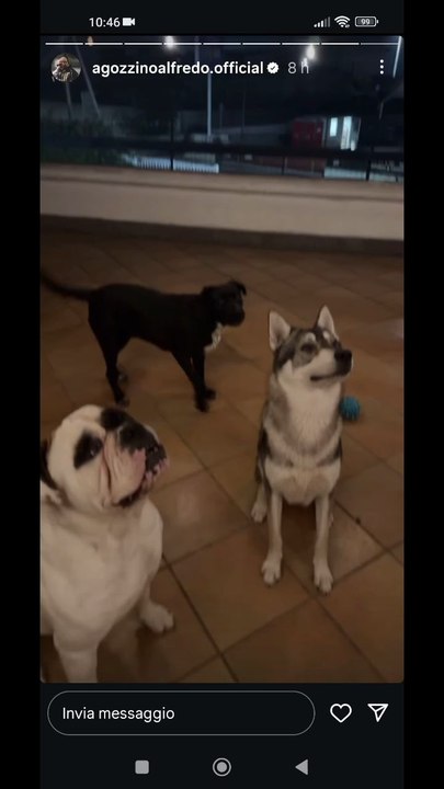 agozzinoalfredo i miei cani li piacciono i cani
