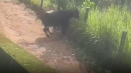 കശാപ്പിന് എത്തിച്ച പോത്ത് വിരണ്ടോടി പരിഭ്രാന്തി പരത്തി; രണ്ട് പേർക്ക് പരിക്ക്  | Kollam