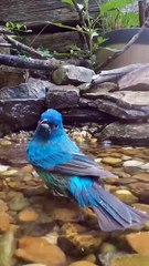 All video about birds life and hunting birds etc