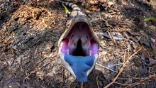 Blue Tongue Lizard