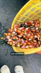 Des carpes dans les égouts de Shimabara ?!