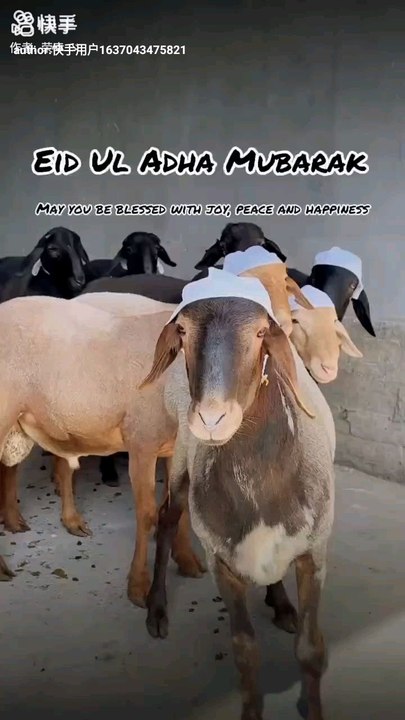 Eid UL Adha | Eid Ul Adha Mubarak ❤️