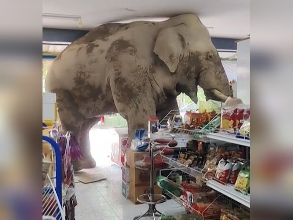 Elefant plündert Dorfladen in Thailand