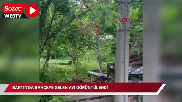 Milli Park'tan kaçan ayı kimseye aldırış etmedi! Bağda bahçede dolaştı