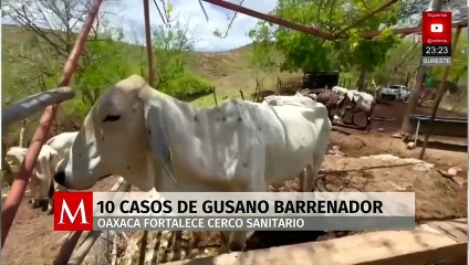 Alarma por gusano barrenador en Oaxaca y refuerzan cerco con Chiapas