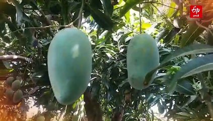 ఒకే చెట్టుకు 12 రకాల మామిడి పండ్లు- ఎండ, వాన, చలి కాలాల్లో కాత- ఎక్కడో తెలుసా?