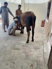 Ya Allah, hamari qurbanion ko qubool farma. 🤲"  #EidUlAdha #Qurbani2025 #SacrificeForAllah #IslamicReminder #EmotionalQurbani #EidVibes #QurbaniKaJazba #SadVlog #HalalSacrifice #EidKeAansoo