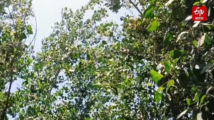 वन विभाग की टीम को चकमा देकर तेंदुआ फरार, भेड़ को बनाया शिकार, दहशत में ग्रामीण