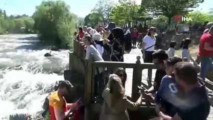 Van Gölü'nde inci kefallerinin göçü izleyenleri büyülüyor!
