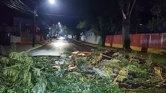 Atenção! Galho de árvore de grande porte cai e interdita rua Uruguai no centro