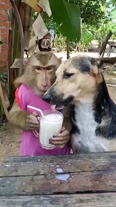 Saleemoffical presentation- sharing + caring #animal