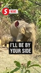 Mother elephant stays by ensnared calf’s side