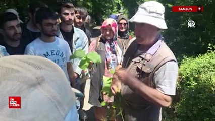 Uzmanından yaprakları maydanoza benzetilen zehirli baldıran otu konusunda uyarı