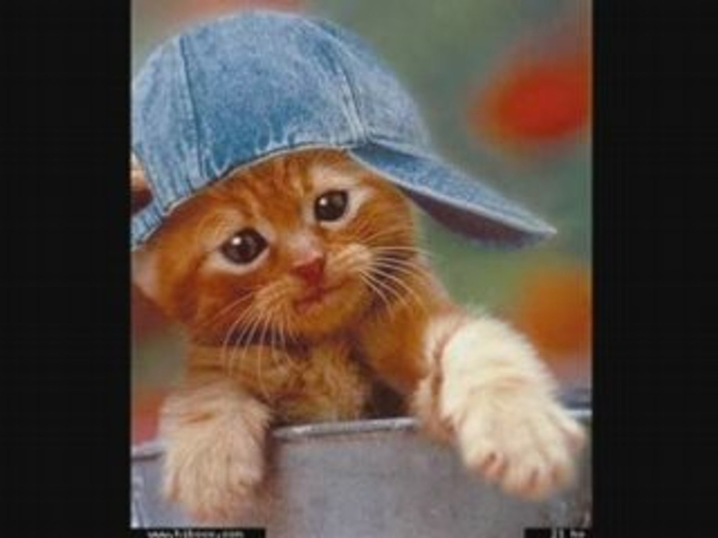 Chats Drole Et Mignon Video Dailymotion