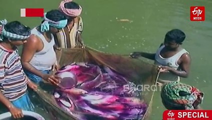 खेती की रीढ़ बने फार्मपॉन्ड, सिंचाई और मछली पालन से बदली किसानों की तकदीर