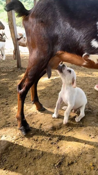Animal on Other level