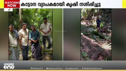 വഴിക്കടവ് മുക്കണം  പൊട്ടിയിൽ   ജനവാസ മേഖലയിൽ  ഇറങ്ങിയ കാട്ടാന വ്യാപകമായി കൃഷി നശിപ്പിച്ചു