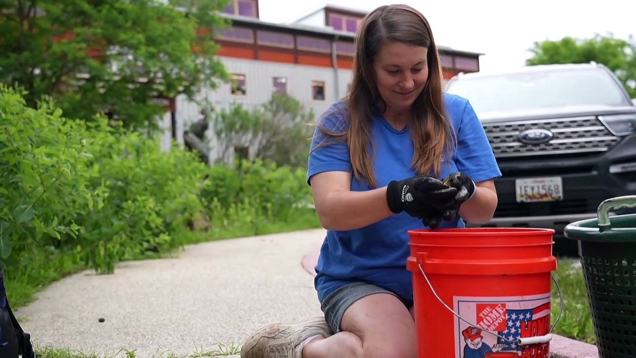 Oyster gardeners restore US population of water-cleaning mollusks