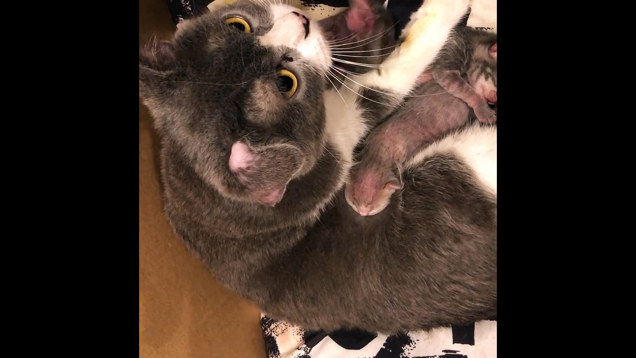So cute cat children