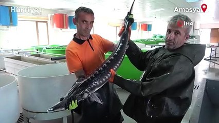 Nesli tehlike altındaki sivriburundan sadece 150 tane kaldı