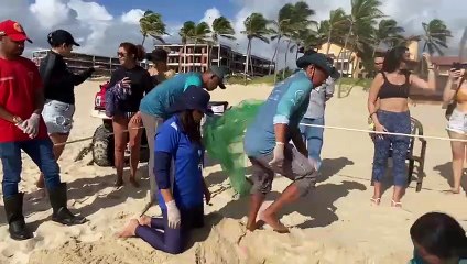 tartarugas Oliva caminham para o mar em Aquiráz