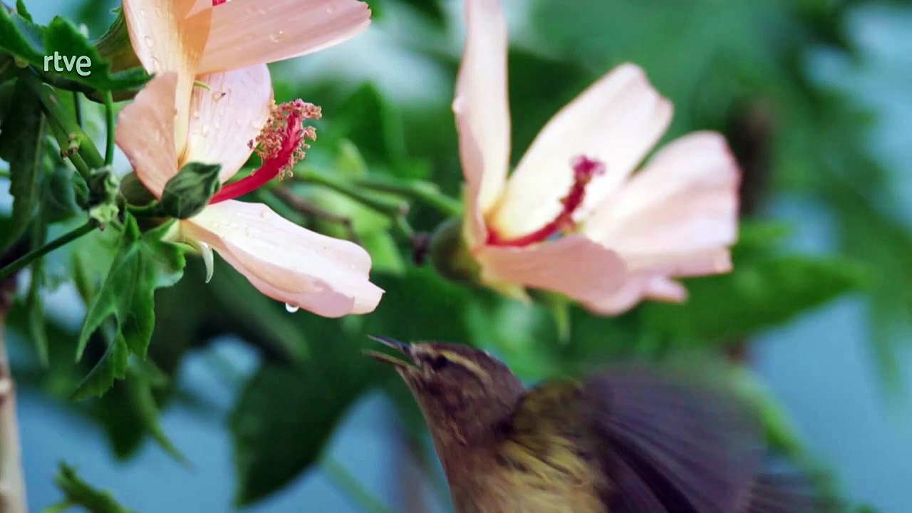 Aves de Canarias