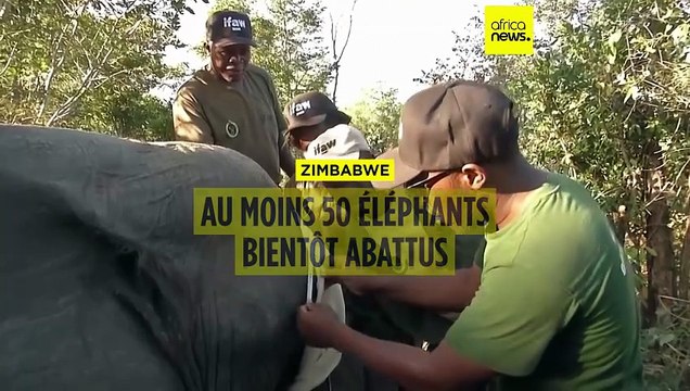 Le Zimbabwe va abattre 50 éléphants